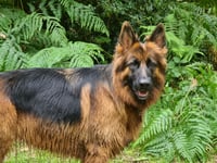 German shepherd dog with a glossy black and tan coat standing among green ferns, looking directly at the camera.
