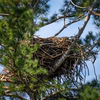 Photo of a bird nest several feet wide and over a foot tall, made of thick sticks, hight in a tree with ocean and sky in background. Photo by Rusty Watson on Unsplash, edited..