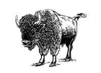 Black & while sketch of a bison