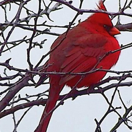 Red Cardinal Bird in Snowy Winter Tree Greeting Card by Shelli Fitzpatrick   