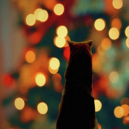Dog waiting for Santa with Christmas Lights Greeting Card by Shelli Fitzpatrick