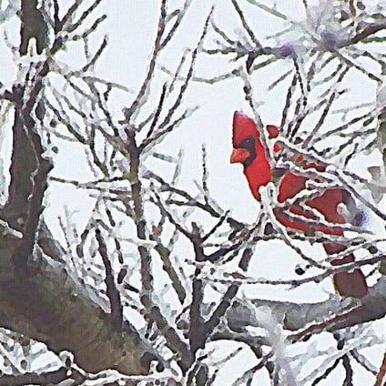Winter Snowy Tree with Red Cardinal Bird Greeting Card by Shelli Fitzpatrick 