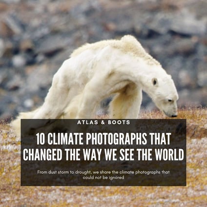 An emaciated polar bear on Baffin Island, Canada