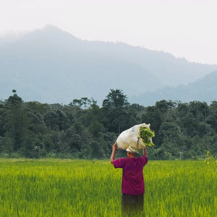 Can organic farming be scaled to feed Asia?