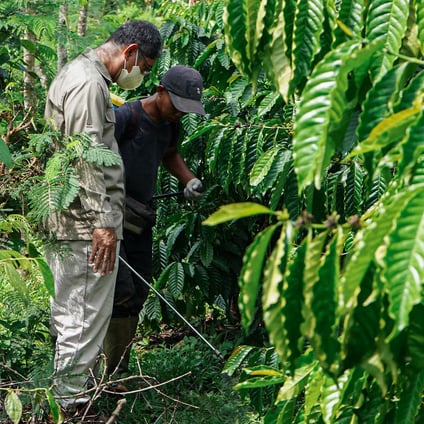 How Indonesia's smallholders are reducing pesticides in coffee