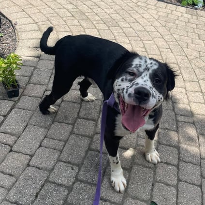 Jack is available for adoption!