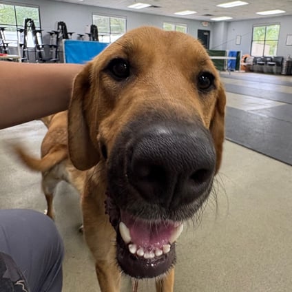 Tweezer is available for Adoption!