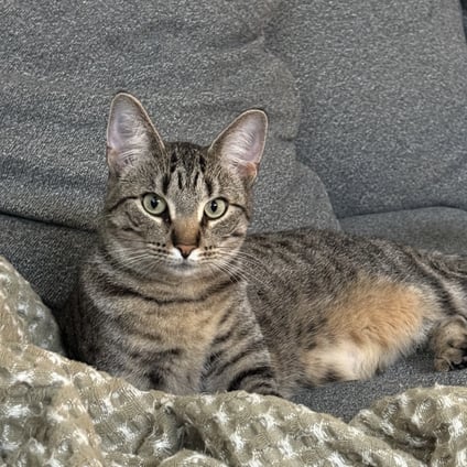 Ty Lee is available for adoption!