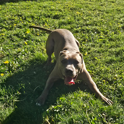 Grant is available for adoption!